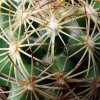 13 _Coryphantha _potosiana_ 04